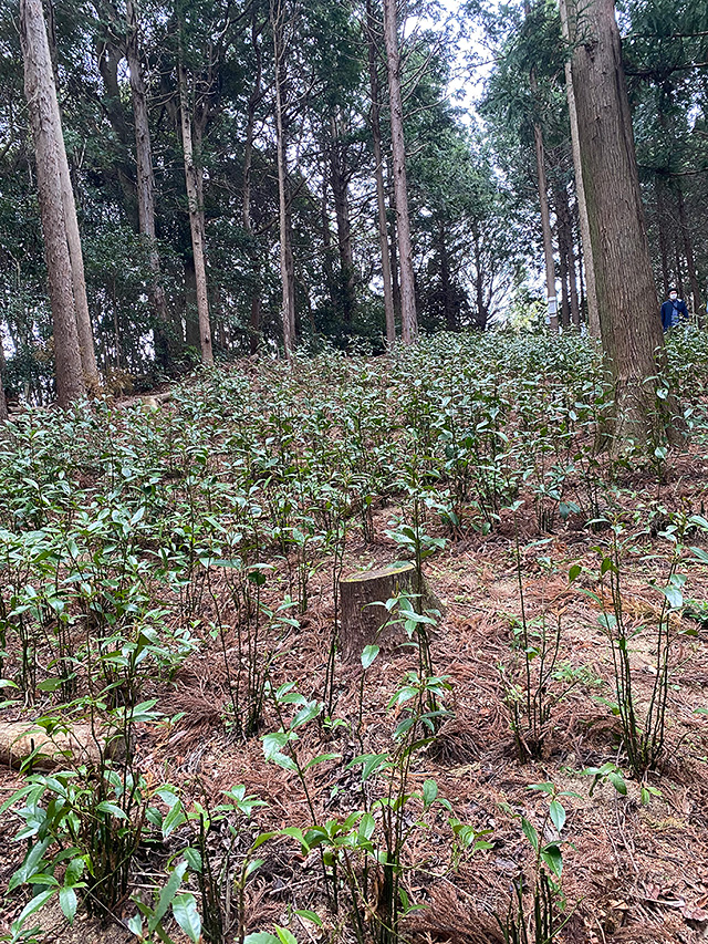 千両と他の植物の共存の様子